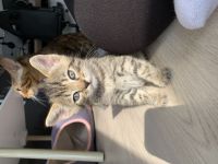 2 Bengal/BKH-Mix Kitten Erbkrankheitenfrei