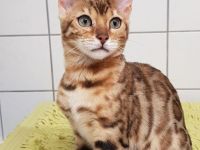 Bezaubernde Bengalkatze sucht ein neues Zuhause!