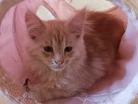 Wir suchen liebevolles Zuhause MaineCoon/Nrw.Waldk Kitten