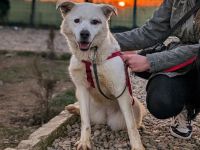 Babsi ist eine bezaubernde Junghündin, die dringend ein schönes Zuhause sucht!