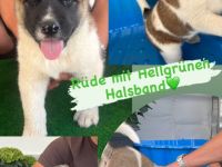 American Akita Welpen