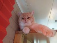 2 wunderschöne Kater suchen dringend neue Familie