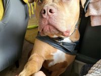 Liebe volles Zuhause gesucht