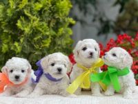 Bezaubernde Bichon Frisé Welpen