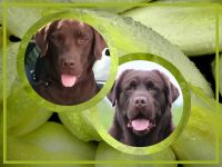 Labrador Hündin wartet auf ihre Familie (Papire)