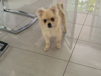 Zwei Zwergspitze zu verkaufen