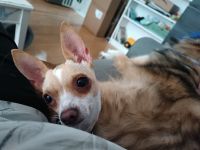 Die Kleine Hildegard sucht ihr Zuhause