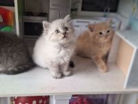 Exklusiv Ragdoll Bengal Kitten