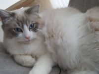 Bildhübscher und sehr lieber Ragdoll Kater sucht neues Zuhause...