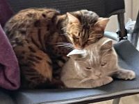 BKH Kater & Bengal Katze