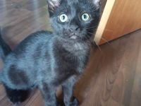 kitten suchen Dosenöffner