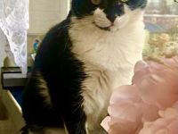 Katze Pepi-9 sucht dringend ein neues und liebes zu Hause