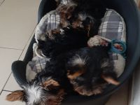 Yorkshire Terrier - Mädchen - 4 Monate alt