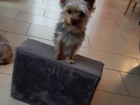 Finja - Yorkshire Terrier - 1 Jahr alt