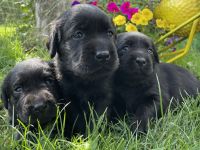 Labrador Welpen (mit Ahnentafel)