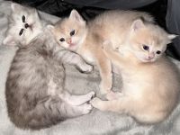 BKH Kitten Golden Shaded & Silver Tabby