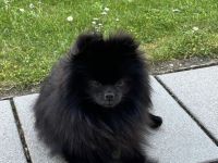 Deckrüde Pomeranian / Zwergspitz Schwarzes Fell