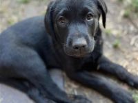 Labrador Welpen suchen ein neues Zuhause