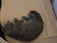 BHK GRAU Entwurmt u.  Geimpft✨