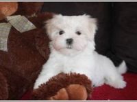 Malteserrüde Mr. Merlin