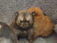 Süße Zwergspitz Welpen (Pomeranian) suchen ihre Familien