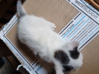 türkische Van Katzen