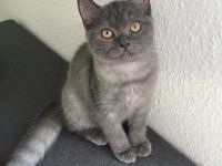 1 BKH Kitten weiblich seltene Farbe sucht ab sofort ein Zuhause !