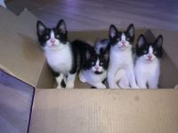 „Felix“ Babykatzen