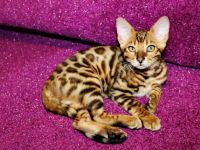 Bengal Mädchen
