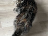 Katzenkinder suchen neue Dosenöffner