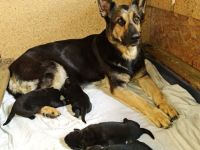 Osteuropäische Schäferhunde