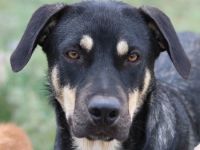 Bibi, geb. ca. 05/2023, lebt in GRIECHENLAND, im städt. Tierheim Serres