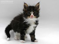 Maine Coon Kitten Neo sucht ein neues Zuhause
