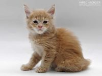 Maine Coon Baby Hirschberger´s Nils sucht ein Zuhause auf Lebenszeit