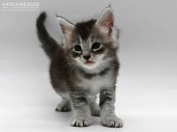 Maine Coon Baby Olga ist auf der Suche nach einem neuen Zuhause bei Katzenfreunden