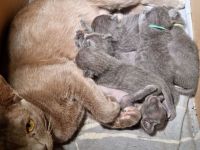 Maew Boran Korat Kitten