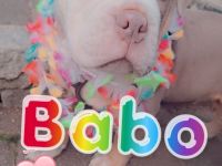 Old Engliish Bulldogge Welpe