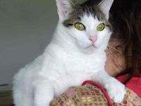 Schmusekatze Rafaela mag Hunde!