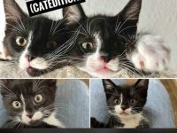 Notfellchen suchen dringend ihr für immer zuhause