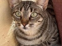 Miriam - sehr verschmust, wenn sie Vertrauen gefasst hat