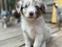 Australien Shepherd Welpen