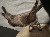 Katzen Kitten abzugeben