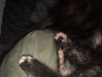 Dringend Katzenbaby abzugeben!