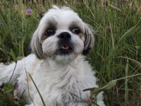 Malteser + Shih Tzu Welpen