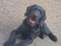 Labradoodle Rüde 15 Wochen