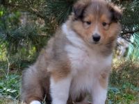 Collie Langhaar
