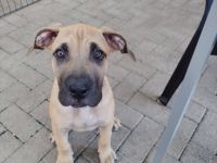 Presa Canario Welpen