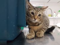 Sophie möchte bei dir schnurren