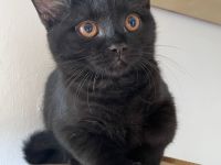 2 Bkh kitten