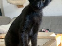 10 Wochen alte Bombay und Maine Coon Mischkätchen zu verkaufen!